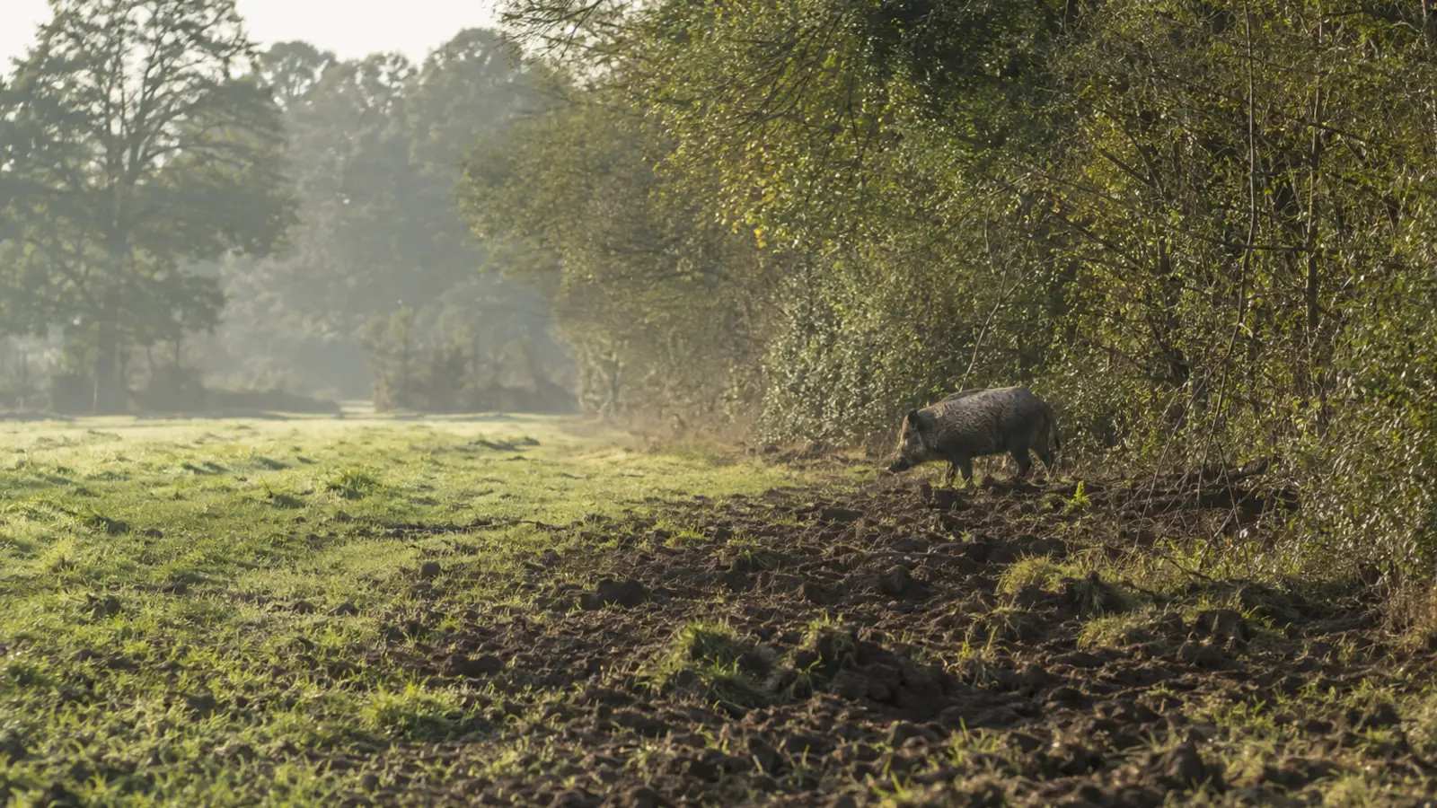 Sanglier à la lisière d’un champ bocager