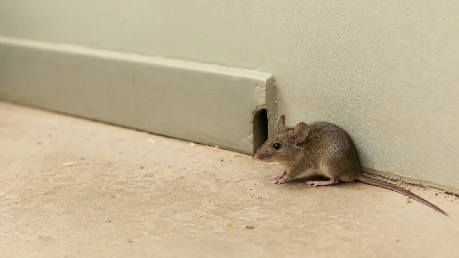 Rat gris, l’un des rongeurs pris en charge par RDN