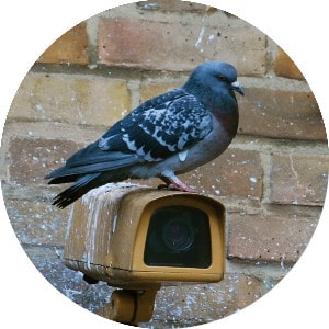 Un pigeon détériorant du mobilier urbain.