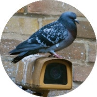 Un pigeon détériorant le mobilier urbain.