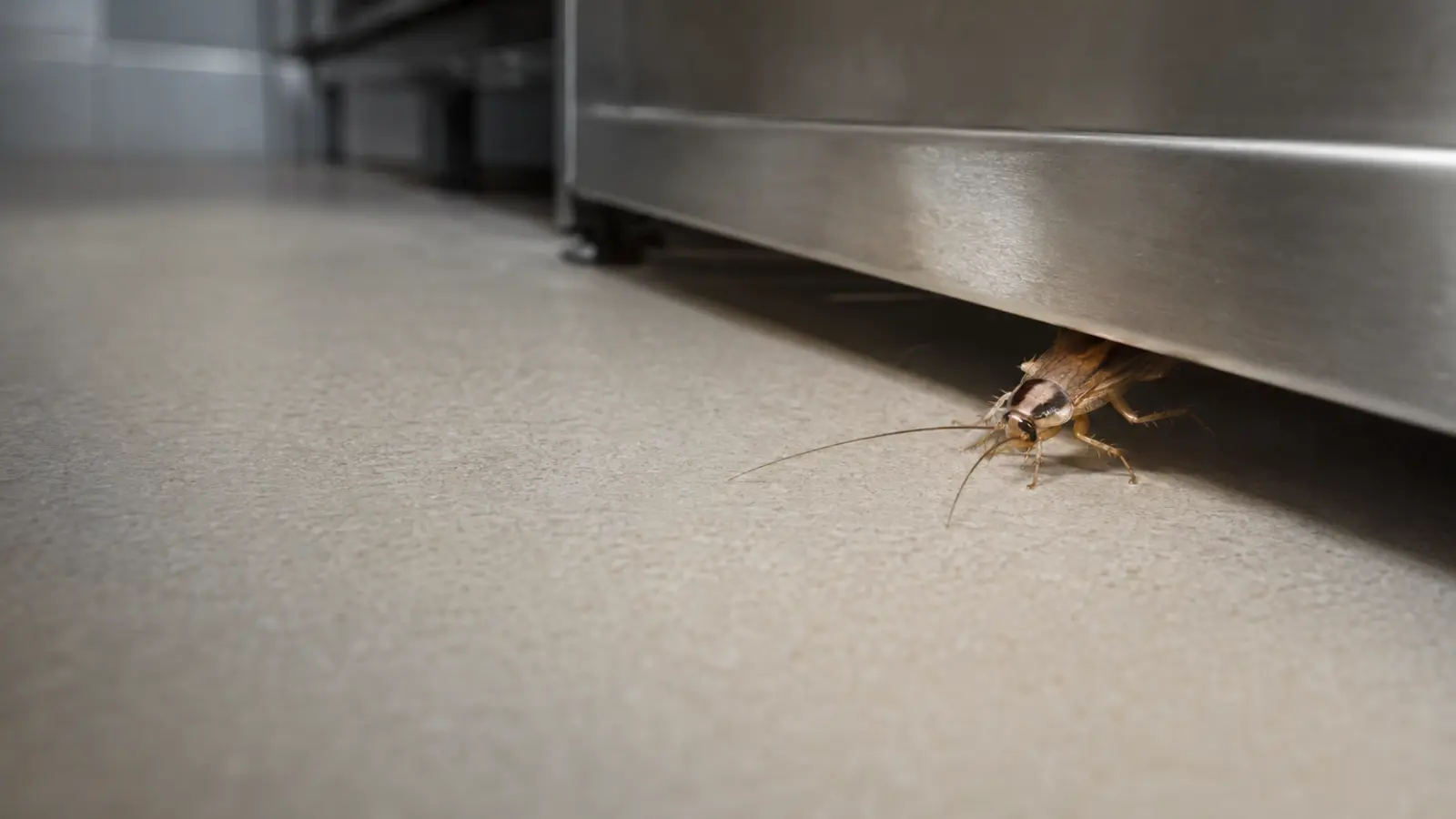 Blatte observée dans un bâtiment