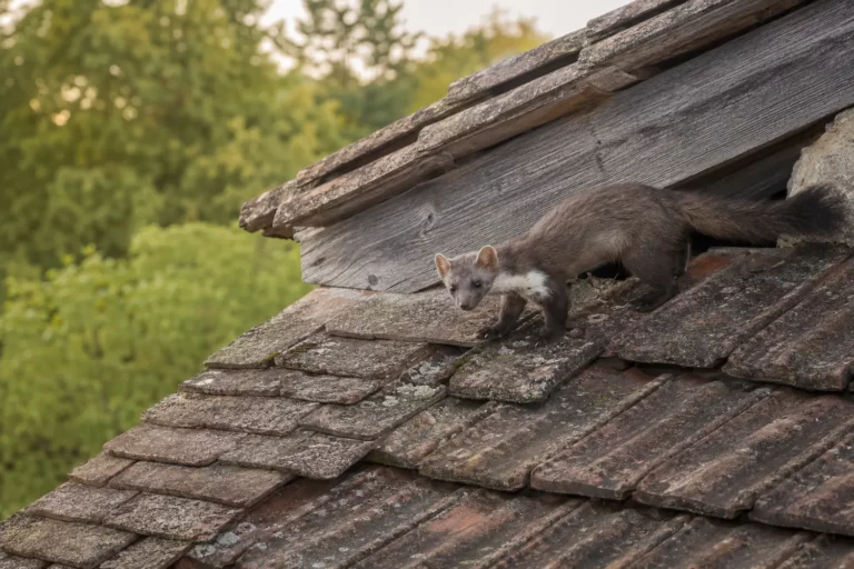 Fouine dans un bâtiment ou sur une toiture
