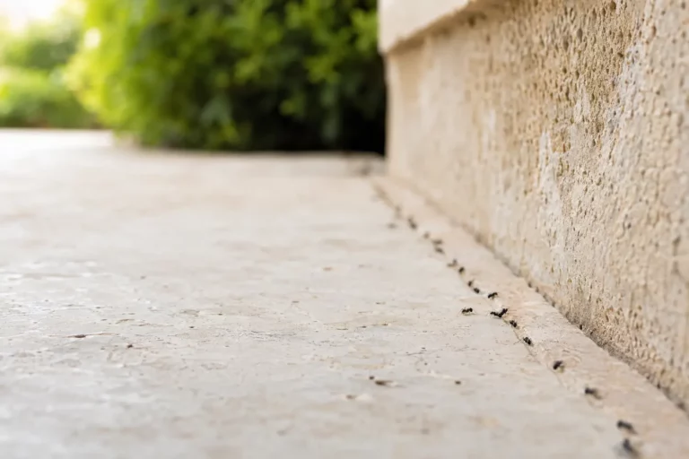 Fourmis noires en déplacement le long d’un bâtiment