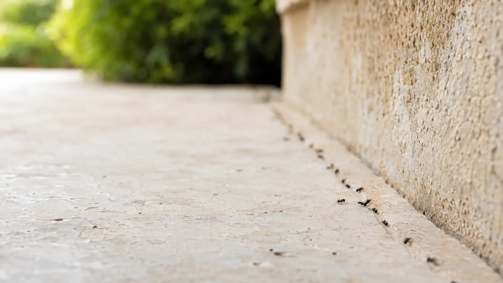 Fourmis en déplacement, à identifier avant traitement