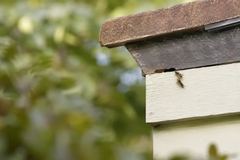 Guêpes et point d’activité sur un bâtiment