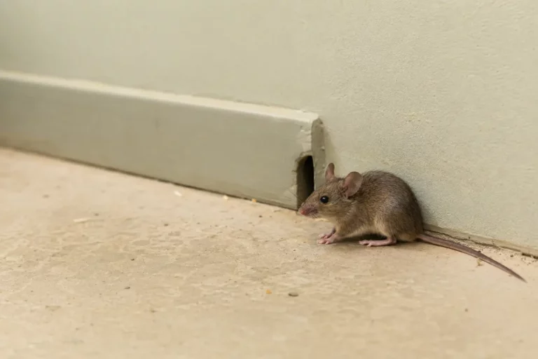 Rongeur et point d’accès dans un bâtiment